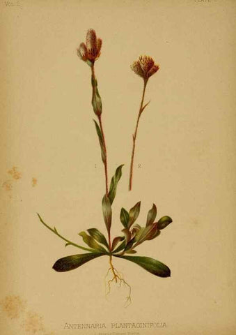 Reproducción/Reproduction 48631226832: The native flowers and ferns of the United States in their botanical, horticultural and popular aspects /. Boston :L. Prang and Co.,1879.. 