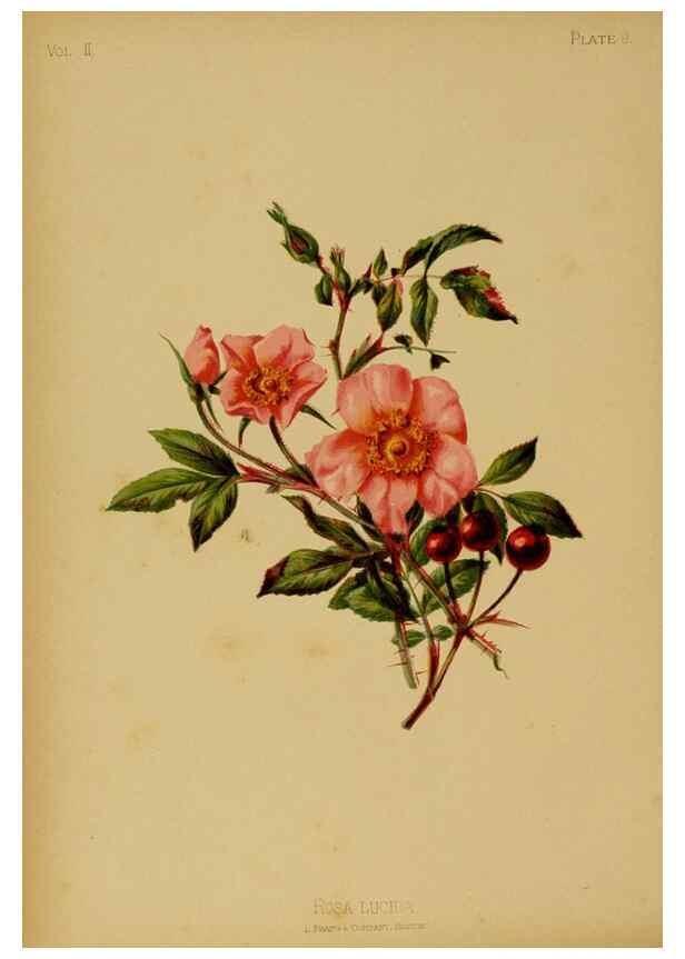 Reproducción/Reproduction 48630727263: The native flowers and ferns of the United States in their botanical, horticultural and popular aspects /. Boston :L. Prang and Co.,1879.. 