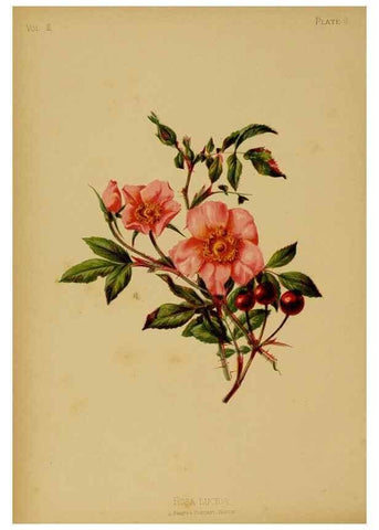 Reproducción/Reproduction 48630727263: The native flowers and ferns of the United States in their botanical, horticultural and popular aspects /. Boston :L. Prang and Co.,1879.. 