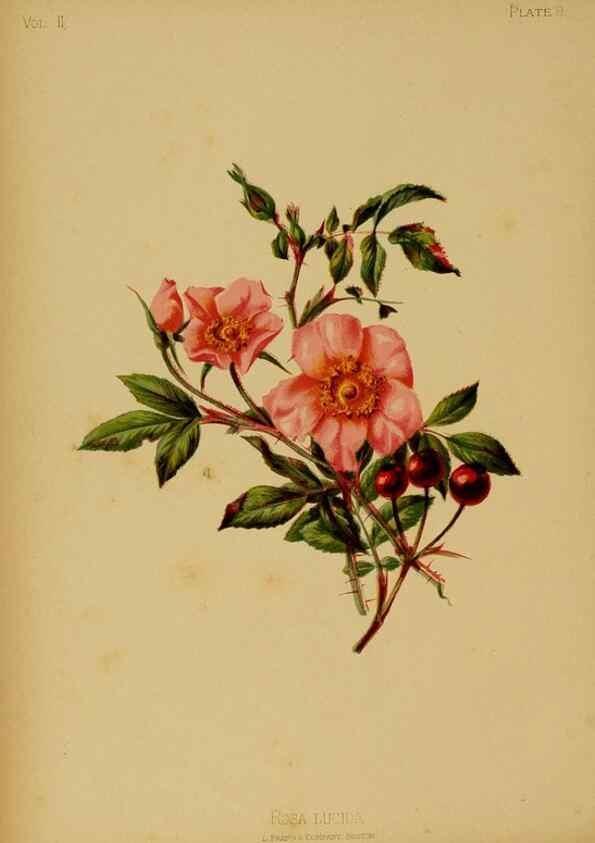 Reproducción/Reproduction 48630727263: The native flowers and ferns of the United States in their botanical, horticultural and popular aspects /. Boston :L. Prang and Co.,1879.. 