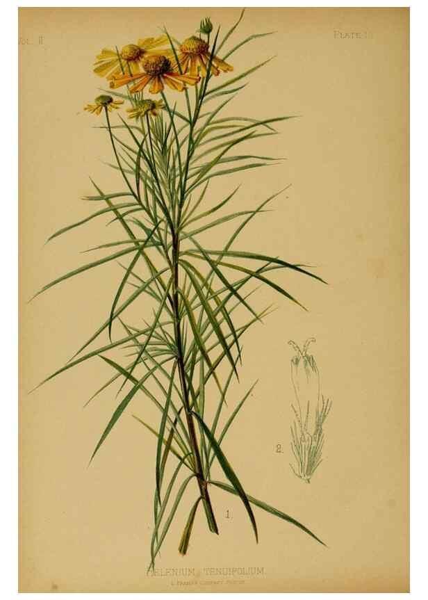 Reproducción/Reproduction 48631227697: The native flowers and ferns of the United States in their botanical, horticultural and popular aspects /. Boston :L. Prang and Co.,1879.. 