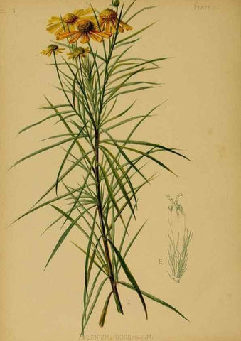 Reproducción/Reproduction 48631227697: The native flowers and ferns of the United States in their botanical, horticultural and popular aspects /. Boston :L. Prang and Co.,1879.. 