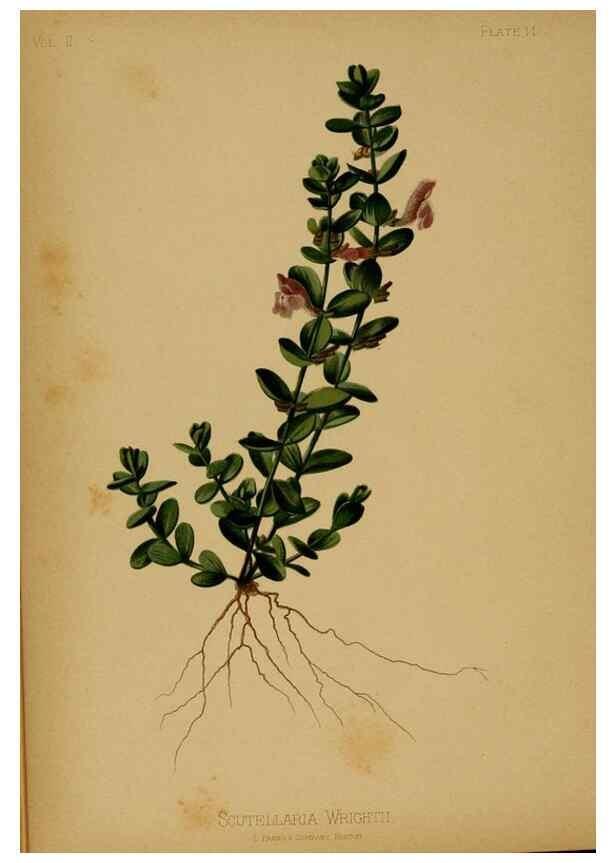 Reproducción/Reproduction 48630728178: The native flowers and ferns of the United States in their botanical, horticultural and popular aspects /. Boston :L. Prang and Co.,1879.. 