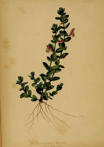 Reproducción/Reproduction 48630728178: The native flowers and ferns of the United States in their botanical, horticultural and popular aspects /. Boston :L. Prang and Co.,1879.. 