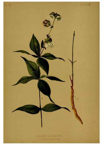 Reproducción/Reproduction 48631082766: The native flowers and ferns of the United States in their botanical, horticultural and popular aspects /. Boston :L. Prang and Co.,1879.. 