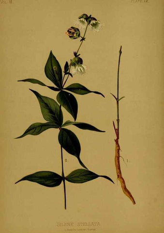Reproducción/Reproduction 48631082766: The native flowers and ferns of the United States in their botanical, horticultural and popular aspects /. Boston :L. Prang and Co.,1879.. 