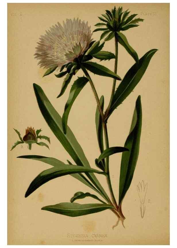 Reproducción/Reproduction 48630729113: The native flowers and ferns of the United States in their botanical, horticultural and popular aspects /. Boston :L. Prang and Co.,1879.. 
