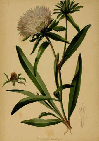 Reproducción/Reproduction 48630729113: The native flowers and ferns of the United States in their botanical, horticultural and popular aspects /. Boston :L. Prang and Co.,1879.. 