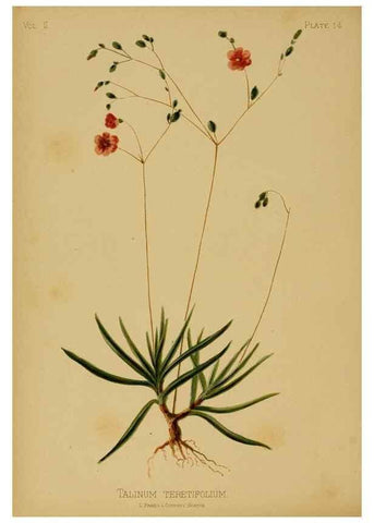 Reproducción/Reproduction 48630729583: The native flowers and ferns of the United States in their botanical, horticultural and popular aspects /. Boston :L. Prang and Co.,1879.. 