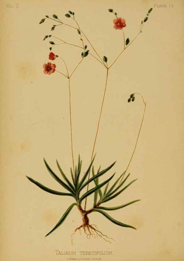 Reproducción/Reproduction 48630729583: The native flowers and ferns of the United States in their botanical, horticultural and popular aspects /. Boston :L. Prang and Co.,1879.. 