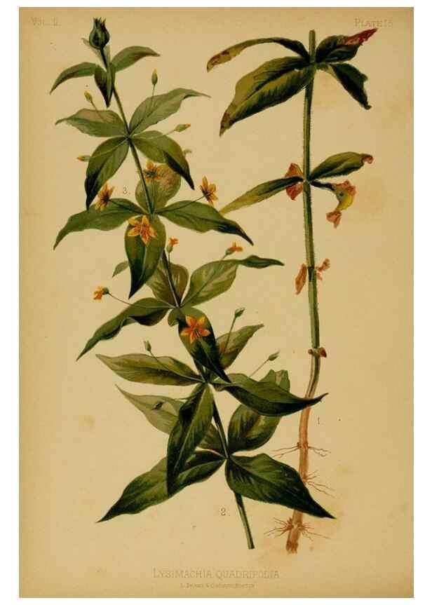 Reproducción/Reproduction 48630730033: The native flowers and ferns of the United States in their botanical, horticultural and popular aspects /. Boston :L. Prang and Co.,1879.. 