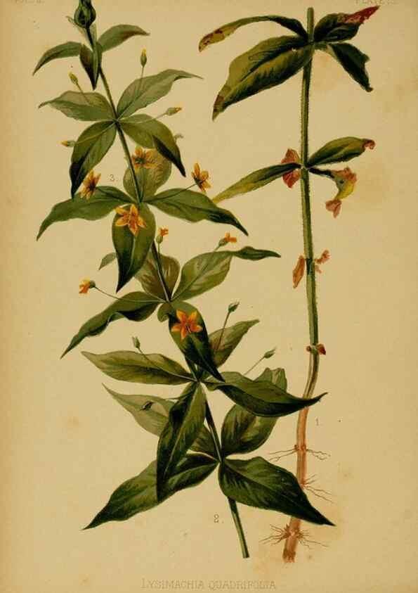Reproducción/Reproduction 48630730033: The native flowers and ferns of the United States in their botanical, horticultural and popular aspects /. Boston :L. Prang and Co.,1879.. 