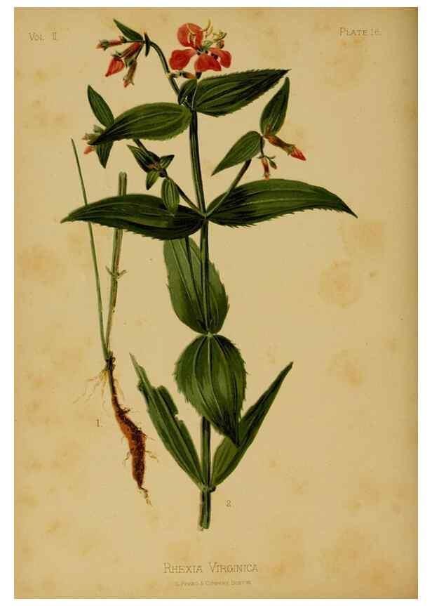 Reproducción/Reproduction 48631230322: The native flowers and ferns of the United States in their botanical, horticultural and popular aspects /. Boston :L. Prang and Co.,1879.. 