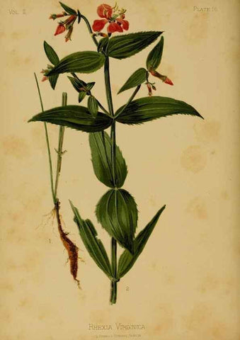 Reproducción/Reproduction 48631230322: The native flowers and ferns of the United States in their botanical, horticultural and popular aspects /. Boston :L. Prang and Co.,1879.. 