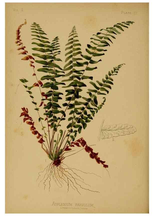 Reproducción/Reproduction 48631230697: The native flowers and ferns of the United States in their botanical, horticultural and popular aspects /. Boston :L. Prang and Co.,1879.. 