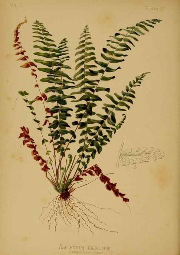Reproducción/Reproduction 48631230697: The native flowers and ferns of the United States in their botanical, horticultural and popular aspects /. Boston :L. Prang and Co.,1879.. 