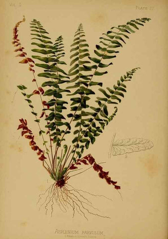 Reproducción/Reproduction 48631230697: The native flowers and ferns of the United States in their botanical, horticultural and popular aspects /. Boston :L. Prang and Co.,1879.. 
