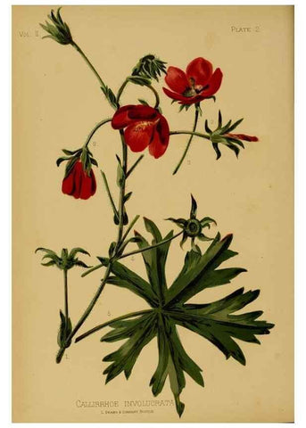 Reproducción/Reproduction 48631078021: The native flowers and ferns of the United States in their botanical, horticultural and popular aspects /. Boston :L. Prang and Co.,1879.. 