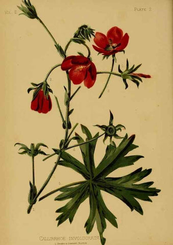Reproducción/Reproduction 48631078021: The native flowers and ferns of the United States in their botanical, horticultural and popular aspects /. Boston :L. Prang and Co.,1879.. 