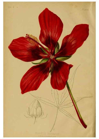 Reproducción/Reproduction 48630723108: The native flowers and ferns of the United States in their botanical, horticultural and popular aspects /. Boston :L. Prang and Co.,1879.. 