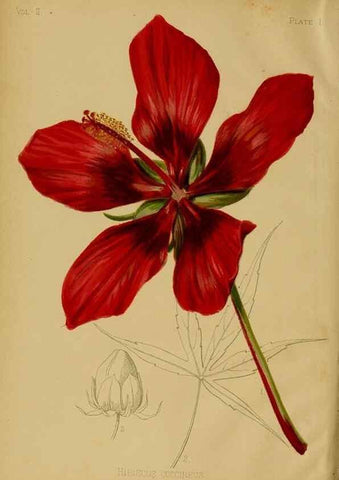 Reproducción/Reproduction 48630723108: The native flowers and ferns of the United States in their botanical, horticultural and popular aspects /. Boston :L. Prang and Co.,1879.. 
