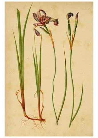 Reproducción/Reproduction 48631129312: The native flowers and ferns of the United States in their botanical, horticultural and popular aspects /. Boston :L. Prang and Co.,1879.. 