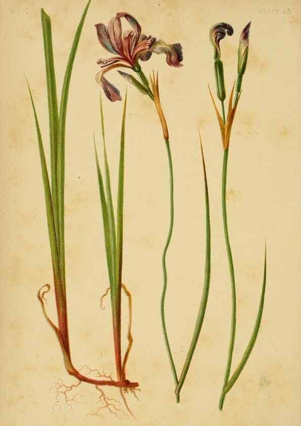 Reproducción/Reproduction 48631129312: The native flowers and ferns of the United States in their botanical, horticultural and popular aspects /. Boston :L. Prang and Co.,1879.. 