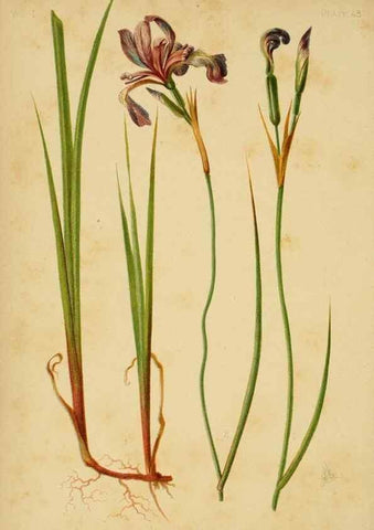 Reproducción/Reproduction 48631129312: The native flowers and ferns of the United States in their botanical, horticultural and popular aspects /. Boston :L. Prang and Co.,1879.. 