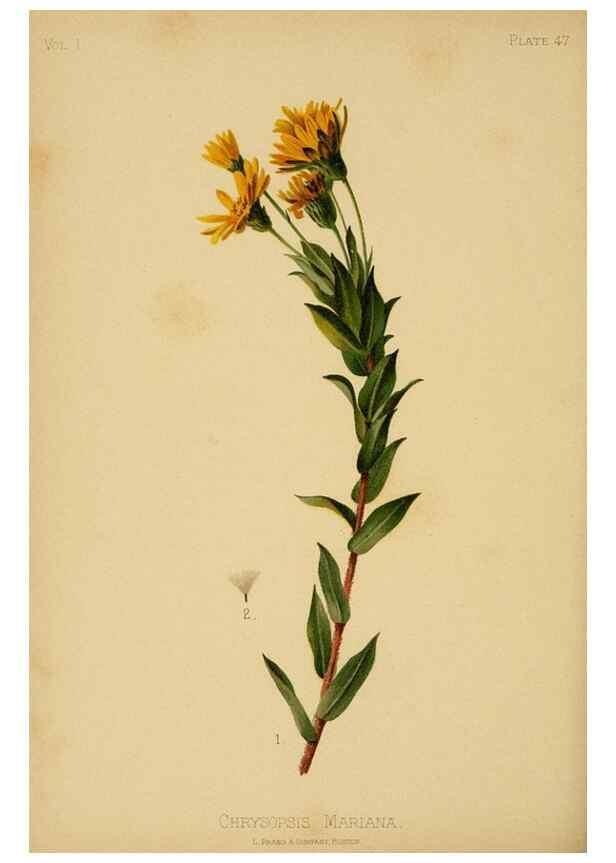 Reproducción/Reproduction 48631129067: The native flowers and ferns of the United States in their botanical, horticultural and popular aspects /. Boston :L. Prang and Co.,1879.. 