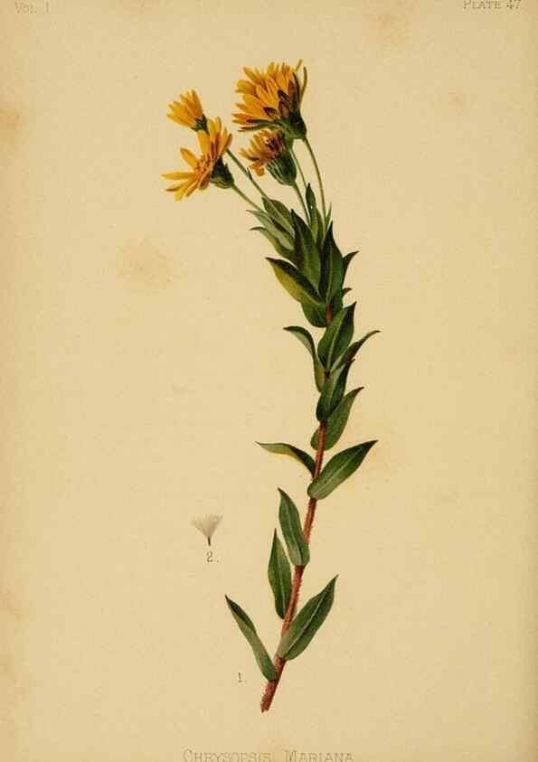Reproducción/Reproduction 48631129067: The native flowers and ferns of the United States in their botanical, horticultural and popular aspects /. Boston :L. Prang and Co.,1879.. 