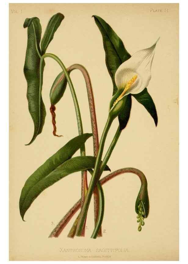 Reproducción/Reproduction 48630977071: The native flowers and ferns of the United States in their botanical, horticultural and popular aspects /. Boston :L. Prang and Co.,1879.. 