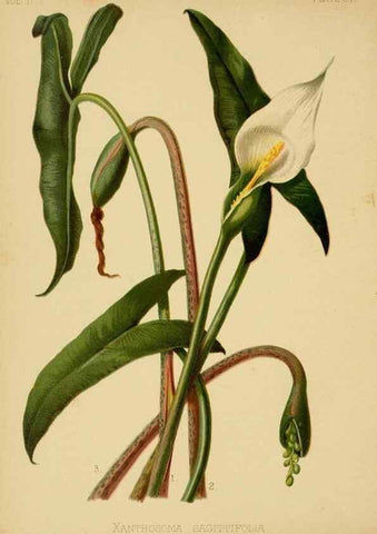 Reproducción/Reproduction 48630977071: The native flowers and ferns of the United States in their botanical, horticultural and popular aspects /. Boston :L. Prang and Co.,1879.. 