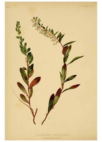 Reproducción/Reproduction 48630620788: The native flowers and ferns of the United States in their botanical, horticultural and popular aspects /. Boston :L. Prang and Co.,1879.. 