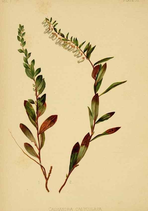 Reproducción/Reproduction 48630620788: The native flowers and ferns of the United States in their botanical, horticultural and popular aspects /. Boston :L. Prang and Co.,1879.. 