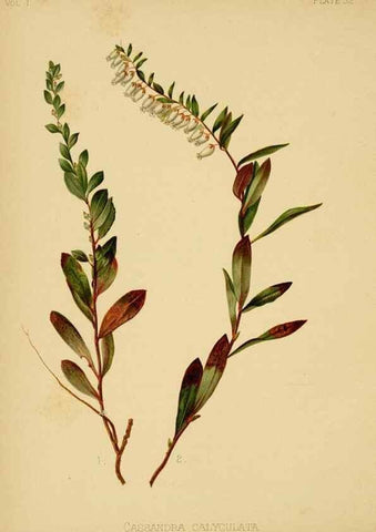 Reproducción/Reproduction 48630620788: The native flowers and ferns of the United States in their botanical, horticultural and popular aspects /. Boston :L. Prang and Co.,1879.. 