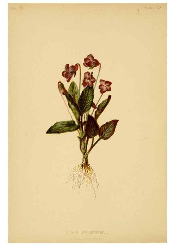 Reproducción/Reproduction 48630977626: The native flowers and ferns of the United States in their botanical, horticultural and popular aspects /. Boston :L. Prang and Co.,1879.. 