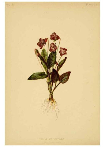 Reproducción/Reproduction 48630977626: The native flowers and ferns of the United States in their botanical, horticultural and popular aspects /. Boston :L. Prang and Co.,1879.. 