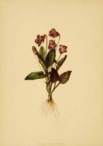 Reproducción/Reproduction 48630977626: The native flowers and ferns of the United States in their botanical, horticultural and popular aspects /. Boston :L. Prang and Co.,1879.. 