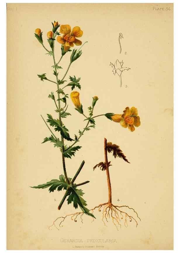 Reproducción/Reproduction 48631125247: The native flowers and ferns of the United States in their botanical, horticultural and popular aspects /. Boston :L. Prang and Co.,1879.. 