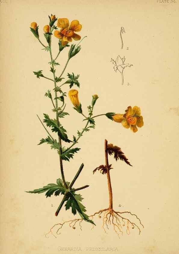Reproducción/Reproduction 48631125247: The native flowers and ferns of the United States in their botanical, horticultural and popular aspects /. Boston :L. Prang and Co.,1879.. 