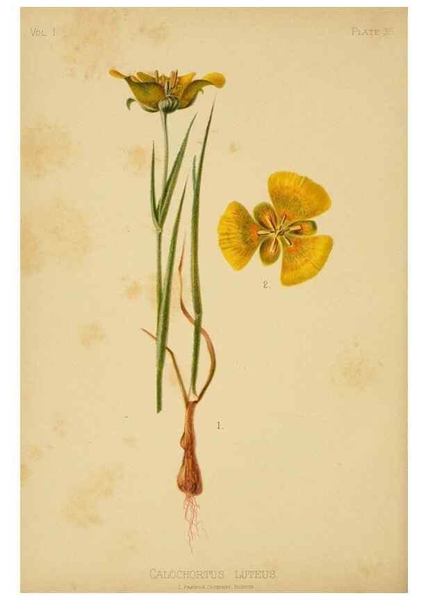 Reproducción/Reproduction 48630621563: The native flowers and ferns of the United States in their botanical, horticultural and popular aspects /. Boston :L. Prang and Co.,1879.. 