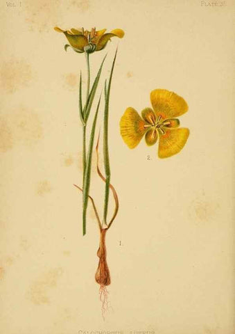 Reproducción/Reproduction 48630621563: The native flowers and ferns of the United States in their botanical, horticultural and popular aspects /. Boston :L. Prang and Co.,1879.. 