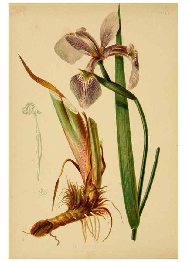 Reproducción/Reproduction 48630621848: The native flowers and ferns of the United States in their botanical, horticultural and popular aspects /. Boston :L. Prang and Co.,1879.. 