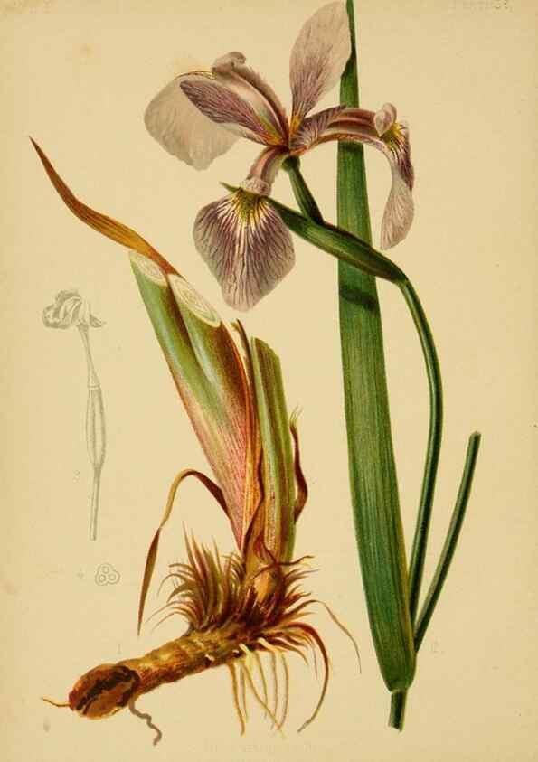 Reproducción/Reproduction 48630621848: The native flowers and ferns of the United States in their botanical, horticultural and popular aspects /. Boston :L. Prang and Co.,1879.. 