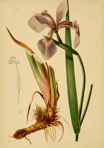 Reproducción/Reproduction 48630621848: The native flowers and ferns of the United States in their botanical, horticultural and popular aspects /. Boston :L. Prang and Co.,1879.. 