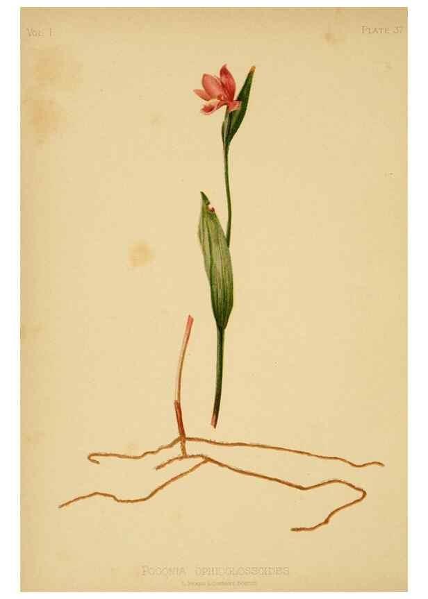 Reproducción/Reproduction 48630978921: The native flowers and ferns of the United States in their botanical, horticultural and popular aspects /. Boston :L. Prang and Co.,1879.. 