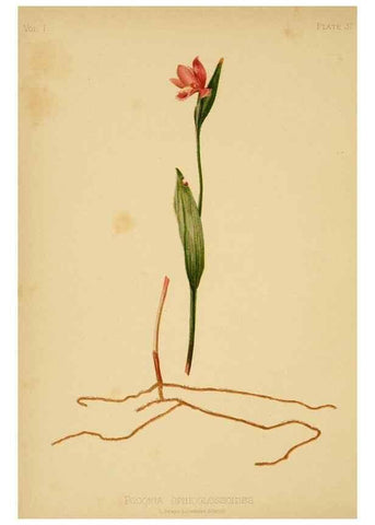 Reproducción/Reproduction 48630978921: The native flowers and ferns of the United States in their botanical, horticultural and popular aspects /. Boston :L. Prang and Co.,1879.. 