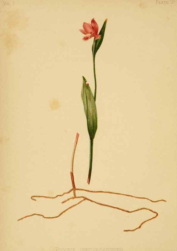 Reproducción/Reproduction 48630978921: The native flowers and ferns of the United States in their botanical, horticultural and popular aspects /. Boston :L. Prang and Co.,1879.. 