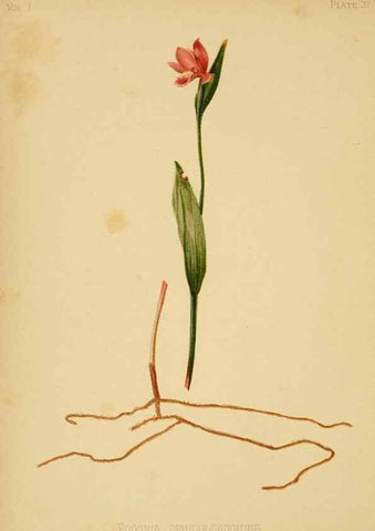 Reproducción/Reproduction 48630978921: The native flowers and ferns of the United States in their botanical, horticultural and popular aspects /. Boston :L. Prang and Co.,1879.. 