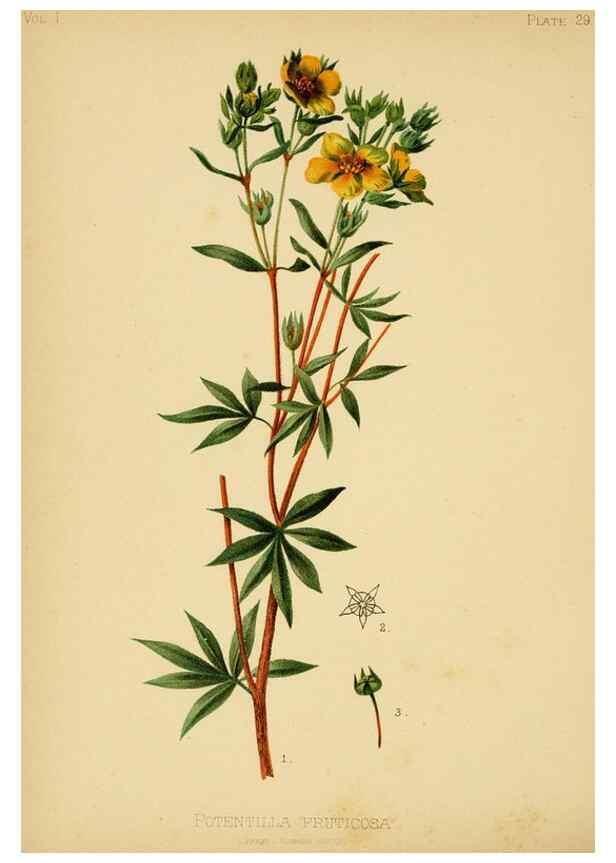 Reproducción/Reproduction 48630976351: The native flowers and ferns of the United States in their botanical, horticultural and popular aspects /. Boston :L. Prang and Co.,1879.. 